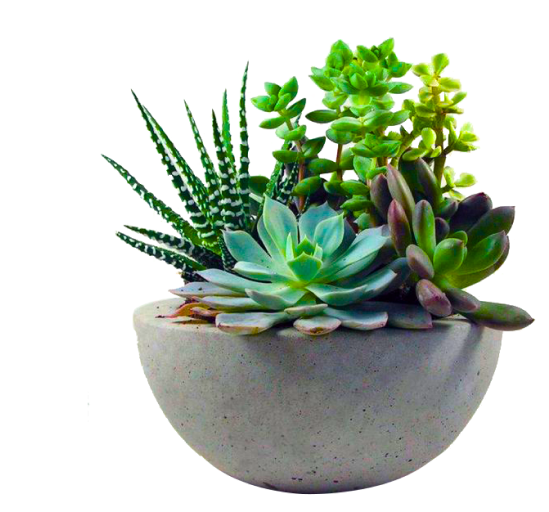 plant